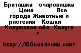 Бриташки - очаровашки.  › Цена ­ 3 000 - Все города Животные и растения » Кошки   . Калужская обл.,Калуга г.